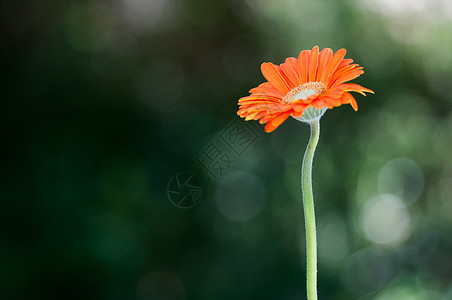 橙色非洲菊背景图片