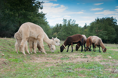 羊驼喀麦隆绵羊吃草图片