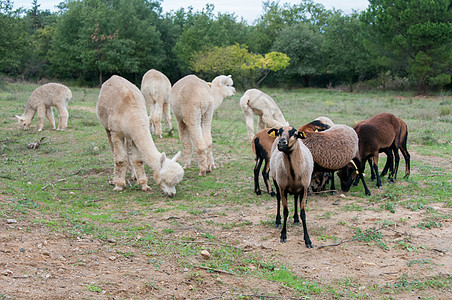 羊驼喀麦隆绵羊吃草图片