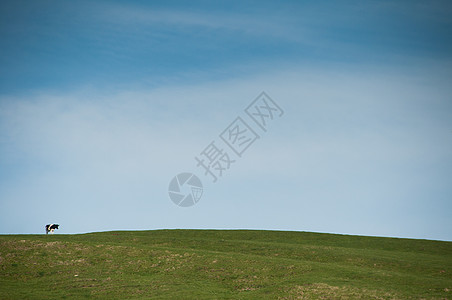 山坡上的孤牛图片
