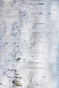 桦树皮纹理背景背景图片