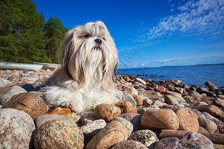 十子狗躺湖岸上的石头上广角视图背景图片