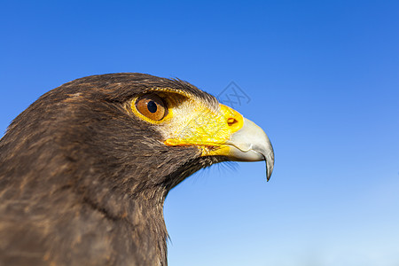 鹰头素材中心的羽毛高清图片