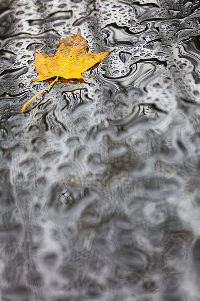 单金秋落叶潮湿的天气雨水背景上图片