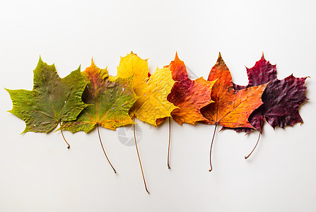 秋天落叶的枫叶孤立白色的背景上秋天的叶子纹理高清图片素材
