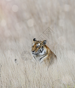 老虎草地上休息图片