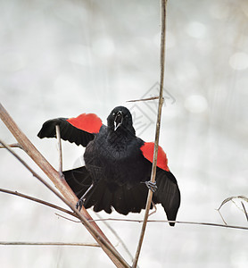 野生板栗唱红翼黑鸟春天的时候背景