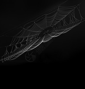 黑色背景上的蜘蛛网图片