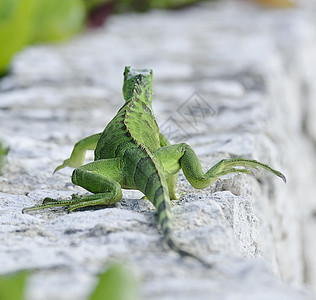 绿色的鬣蜥走石墙上图片