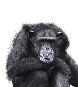 白色背景上分离的黑色黑猩猩图片