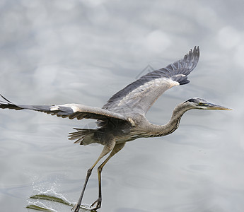 伟大的蓝色苍鹭佛罗里达湿地飞行背景图片