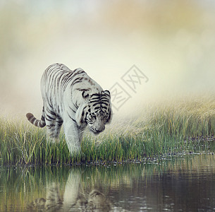 池塘附近的白虎图片