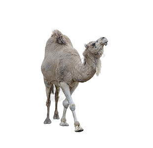 白色背景上的单峰骆驼图片