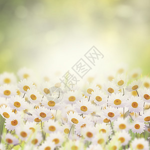 花圃里的白色雏菊图片