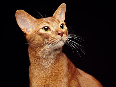 美丽的轻的深渊猫的肖像靠近红猫黑色背景上隔离图片