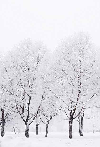 冬天的森林,树上雪锄头冬天的森林里雪图片