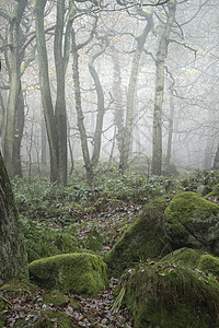 浓雾中森林树木的秋季景观图片