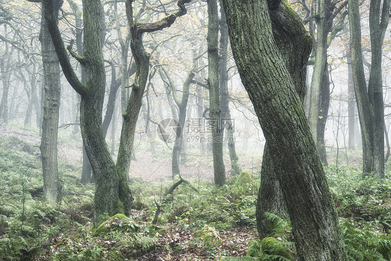 浓雾中森林树木的秋季景观图片