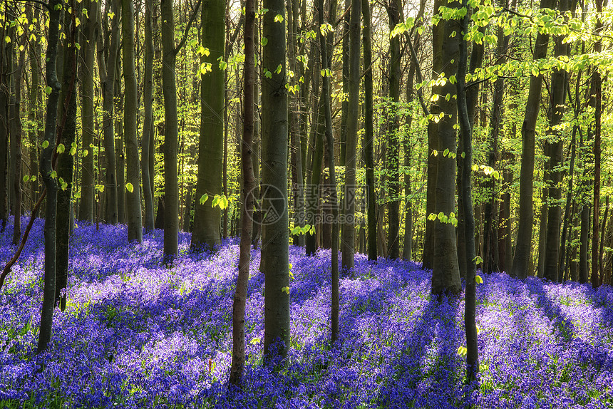 森林中春天蓝铃的美丽景观
