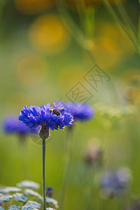 大黄蜂花粉玉米花夏季田间图片