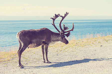 挪威的驯鹿图片