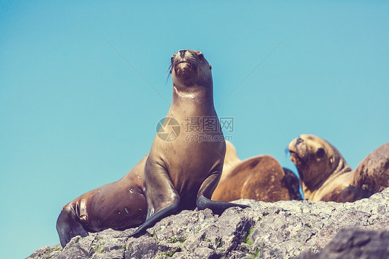 海狮图片