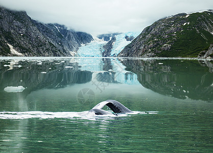 阿拉斯加的鲸鱼狩猎图片