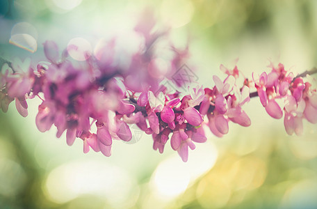 红芽树粉红色的花,春天的背景图片