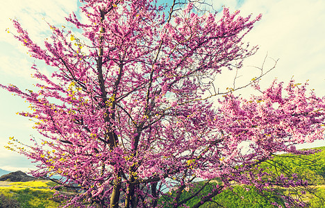 红芽树粉红色的花,春天的背景图片