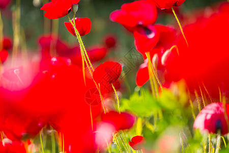 植poppy的名词复数高清图片