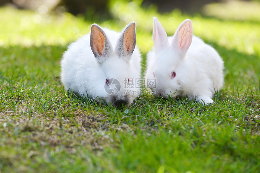 ‘~两只趣的白兔草地上  ~’ 的图片