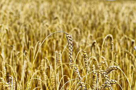 小麦作物种植无止境图片