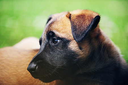 轻的小狗,比利时牧羊犬,伊利诺伊州图片