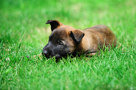 轻的小狗,比利时牧羊犬,伊利诺伊州图片