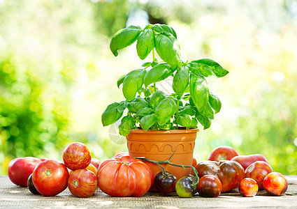 新鲜西红柿绿色罗勒木桌图片