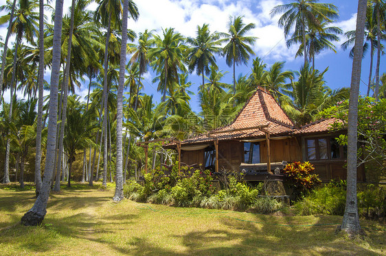 热带岛屿上美丽的棕榈树图片