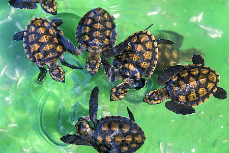 巴厘岛海龟小池里的小绿海龟背景