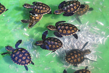 巴厘岛海龟小池里的小绿海龟背景