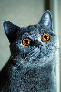 黄眼睛特写的猫的肖像图片