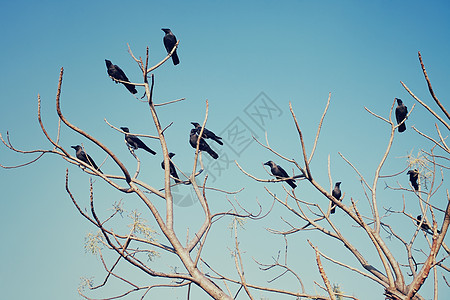 群乌鸦坐棵树顶着天空的光秃秃的树枝上图片