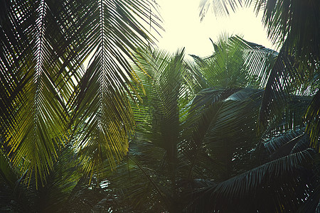 高大的椰子棕榈树着天空图片
