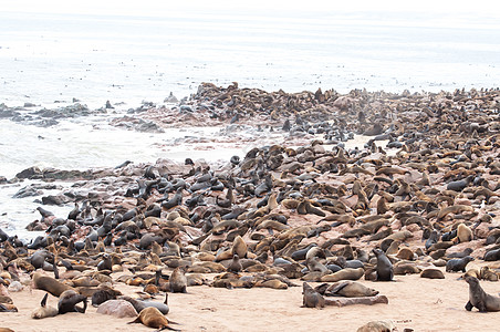 纳米比亚大西洋横角的海角毛皮海豹的尖刻处图片
