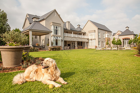 金毛猎犬家里,放松地躺她住的大豪宅的美丽的大花园里图片