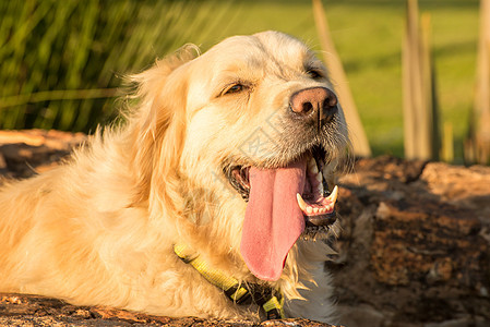 只又渴又累的金色猎犬躺水道里,舌头嘴里伸出图片