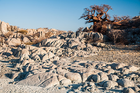 棵Baobab树矗立博茨瓦纳Makdikdi盐锅中间的花岗岩岩石挤压上,被称为Kubu岛图片