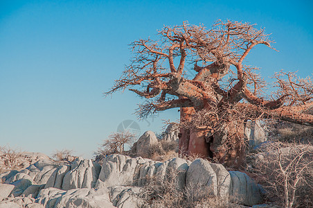 棵Baobab树矗立博茨瓦纳Makdikdi盐盘的基博岛花岗岩巨石中它的红色橙色的树皮与蓝天比图片