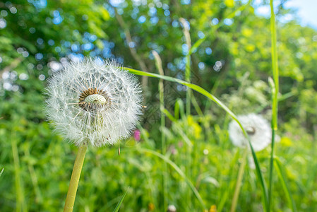 草地上蒲公英绿色草地上的白色蒲公英花背景