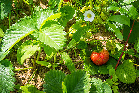 绿色花园里的红色草莓图片