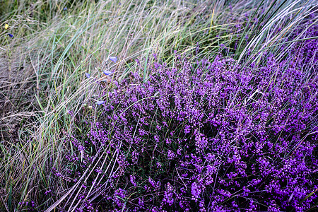 紫色石楠场自然环境中高清图片