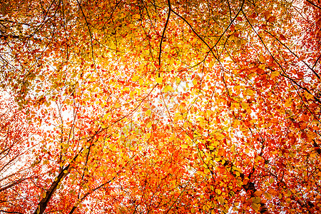 秋天的时候,秋天的叶子树上图片